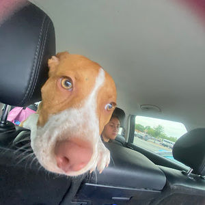 Meet your Posher, Isa